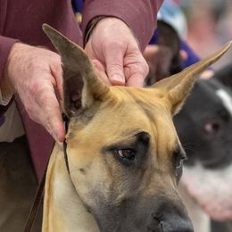 Great Danes from Symmetry Danes