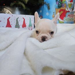 French Bulldog Puppies from Electric City Frenchies