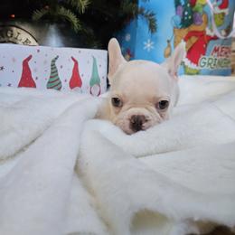French Bulldog Puppies from Electric City Frenchies