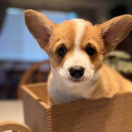Erica Sinclair - Red female Pembroke Welsh Corgi puppy in Olathe, Colorado from Rocking LJ Breeding