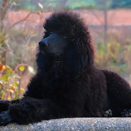 Poodles from Silhouette Poodles