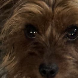 Yorkshire Terriers from 367 Yorkies