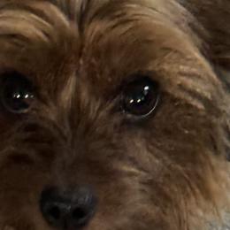 Yorkshire Terriers from 367 Yorkies