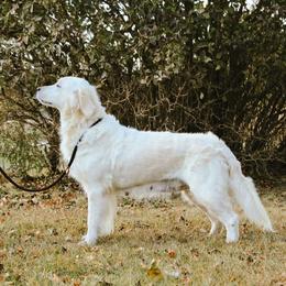 Bailey - Light golden female Golden Retriever puppy in Mason, Michigan from Sweet Breeze Acres
