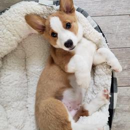 Pembroke Welsh Corgi Puppies from Southern Raised Corgis
