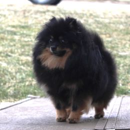 Bianca - Black and tan female Pomeranian puppy in Memphis, Michigan from Magix'z Pomeranians