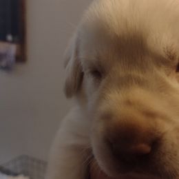 Labrador Retrievers from Ball Family Labradors