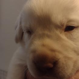 Labrador Retrievers from Ball Family Labradors