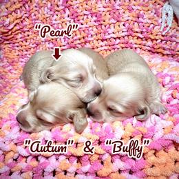 Autumn - Cream female Dachshund puppy in Coal City, Indiana from Angel Blue Dogs