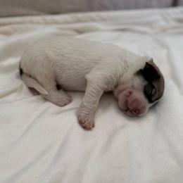Green Collar - White and badger male Great Pyrenees puppy in Tehachapi, California from Country Oaks Farm