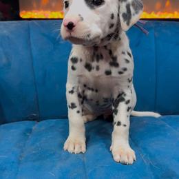 Dalmatian, Poodle, and Rhodesian Ridgeback Puppies from Ruffles, Ridges, & Spots!