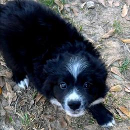 Blue - Red tri male Miniature Australian Shepherd puppy in Middleburg, Florida from Dog Father Kennels