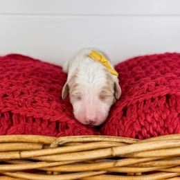Toffee - Yellow Collar - Parti female Goldendoodle puppy in The Woodlands, Texas from Golden Fields Doodles