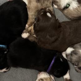 German Shepherds and Miniature Australian Shepherds from Taylor Pevehouse