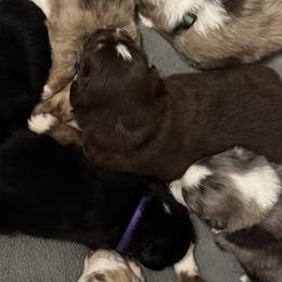 German Shepherds and Miniature Australian Shepherds from Taylor Pevehouse