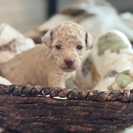 Sage - Cream female Poodle puppy in Haines City, Florida from Noelle Poodles