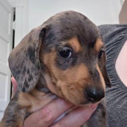 Green collar black and tan dapple boy - Dapple male Dachshund puppy in Caldwell, Idaho from Dozendachs