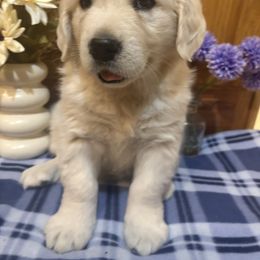 Dixie - Light golden female Golden Retriever puppy in Grant County, Indiana from On The Sunny Side Pavey Farms