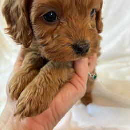 Leo - Red male Cavapoo puppy in Adrian, Oregon from ApplebyFarm