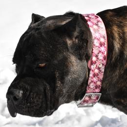 Ember - Cane Corso