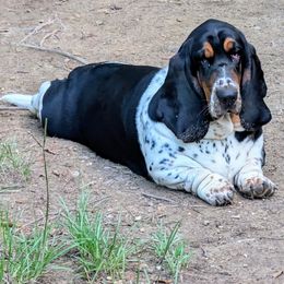 Sugar - Basset Hound