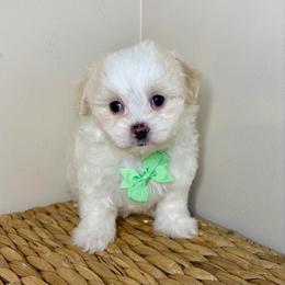 Vader - F1B Toy Maltipoo - white and lemon male Companion Cross puppy in Morehead, Kentucky from Paw Perfect Pets