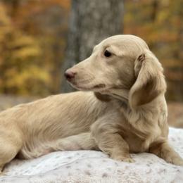 Peaches - Dachshund