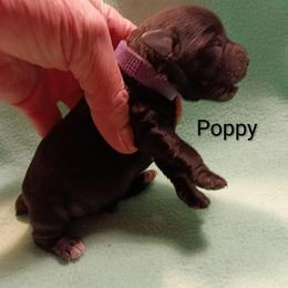 Poppy - Black female Miniature Schnauzer puppy in Midland, Texas from Shebbies Puppy Palace