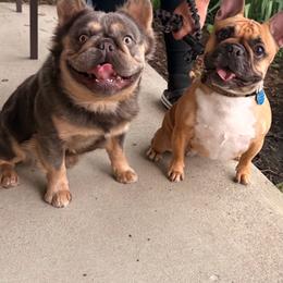 Chloe - French Bulldog