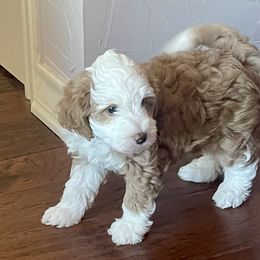 Jack - Brown and white male Bernedoodle puppy in Mount Pleasant, Texas from Hilary’s Doodle Ranch