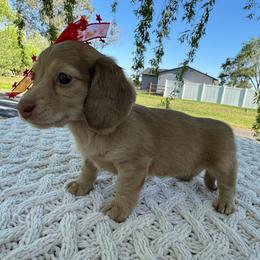 Sweet Tea - Red female Dachshund puppy in Ontario, Oregon from Get A Long Little Doggie