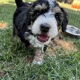 Bernedoodle Puppies from California Mountain Doodles