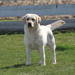 Lily - Labrador Retriever