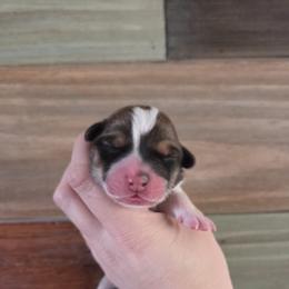 Girl 2 - Sable male Pembroke Welsh Corgi puppy in Bell, Florida from Little Bit Corgis