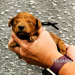 Pleakley - Red  male Goldendoodle puppy in Forest, Ohio from Mini Doodle Buddies