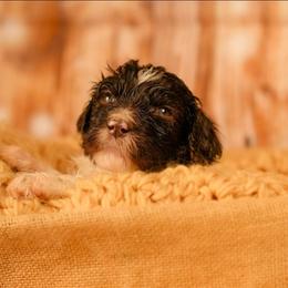 Pink Collar - female Newfypoo puppy in Lancaster, New York from Newfiedoodles of WNY