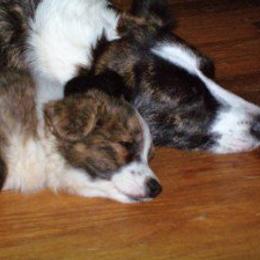 Cardigan Welsh Corgi Puppies from Woodrose Farm