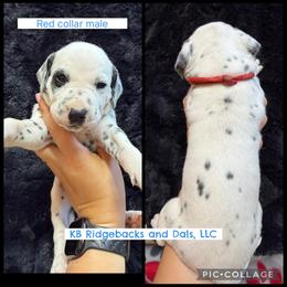 Red Collar Male - White and black male Dalmatian puppy in Colome, South Dakota from KB Ridgebacks and Dals, LLC