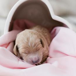 Artemis - Apricot male Goldendoodle puppy in Acton, Maine from Silver Pines Pups