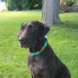 Bailey - Labrador Retriever