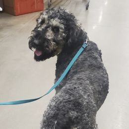 Goldendoodles and Poodles from Emerald Oak Acres
