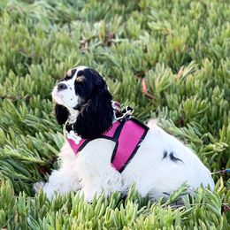 Koda - Cocker Spaniel
