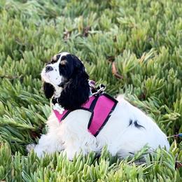 Koda - Cocker Spaniel