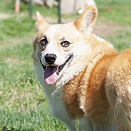 Pembroke Welsh Corgis from Big Creek Corgis