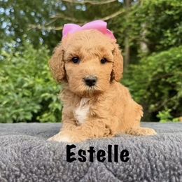 Estelle - Apricot female Australian Labradoodle puppy in Lake Zurich, Illinois from Rellie  Labradoodles