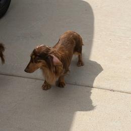 (Spayed) Chocolate Dapple Longhair Female Adult - Dapple female Dachshund puppy in Horizon City, Texas from Micah's Minis