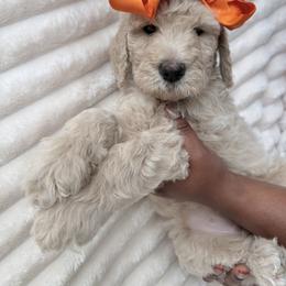 Orange Collar Girl - Cream female Goldendoodle puppy in Knoxville, Tennessee from Niya’s Doodles