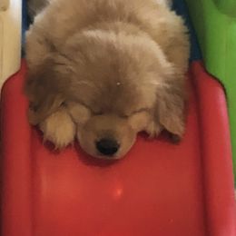 Golden Retrievers from CaraMia Goldens