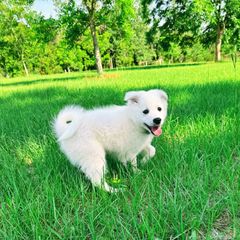Blade - White male American Eskimo Dog puppy in Live Oak, Florida from Pecan Ridge Puppies