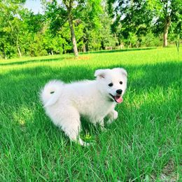 Blade - White male American Eskimo Dog puppy in Live Oak, Florida from Pecan Ridge Puppies